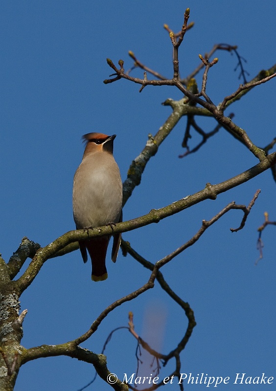 Jaseur boreal 4244_wm.jpg - Jaseur boréal (Pointe-à-la-Bise, Genève, Suisse, février 2009)Les jaseurs boréaux ont envahi la Suisse pendant l'hiver 2008-2009. Ces oiseaux vivent en principe dans la taïga de Scandinavie et Russie. Il passent habituellement l'hiver en Europe centrale, mais lors des hivers rigoureux, ils migrent, à la recherche de nourriture plus à l'Ouest et au Sud.